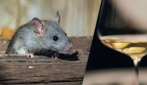 ����� ��� �������: ������� ������� ��������� ������������� ���