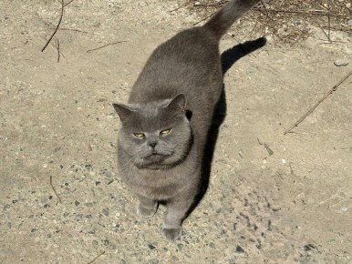 ������ ��-���������� ����� ���������� ����� �� �����������