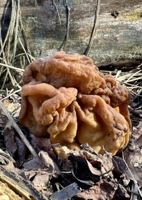 ������� ����������: ���������� ������� ��� ����������� ��������?