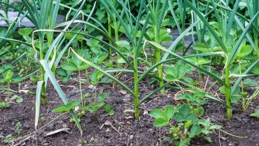 ������ �������� �������� �� �������? �������, ����� �������� �� �� �����