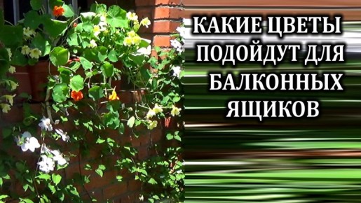 ��� �������� ������ �������: ������ �� ������ �������� ��� ������ ���� ���������