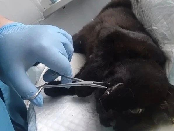 Кошку с застрявшей во рту рыбной костью спасли ставропольские ветеринары