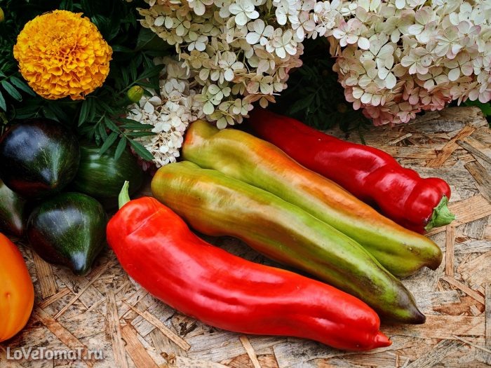 Гигантский Аконкагуа: перец, который покоряет своими размерами и вкусом
