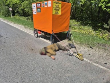В Брянской области погиб мечтавший добраться до Бразилии путешественник Саша Конь — он попал под удар украинского беспилотника