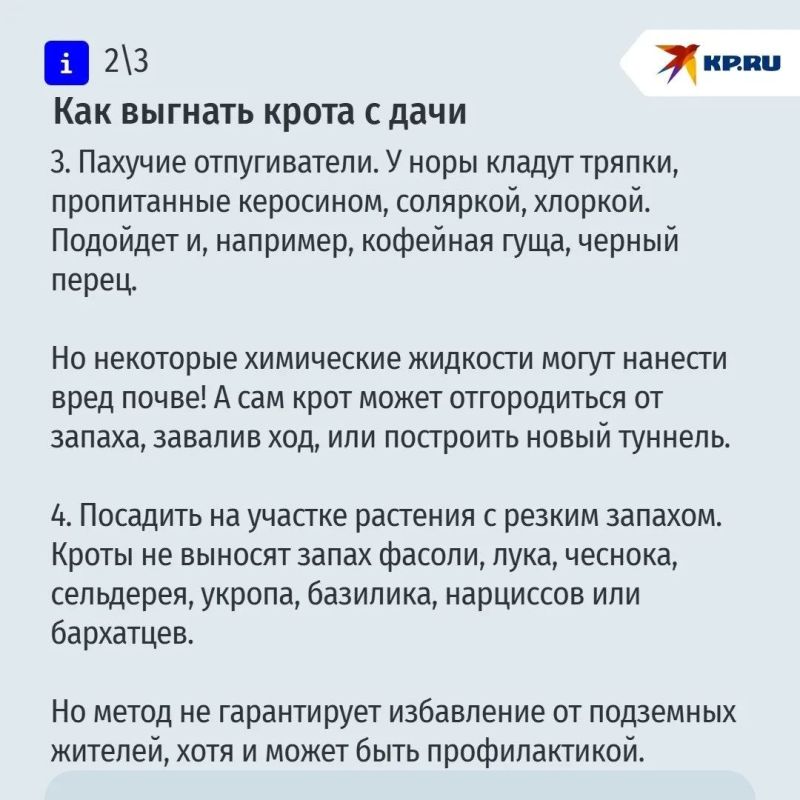 О наболевшем для дачников: рассказываем, как избавиться от крота на участке О наболевшем для дачников: рассказываем, как избавиться от крота на участке