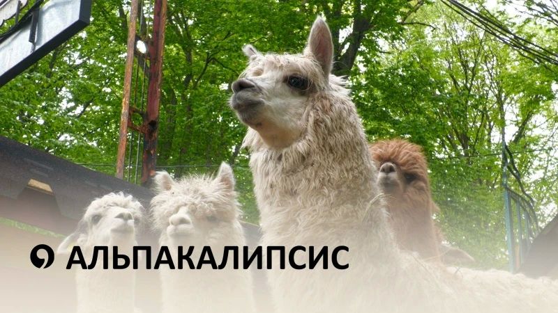 Контактный зоопарк с альпаками появился в Ставрополе