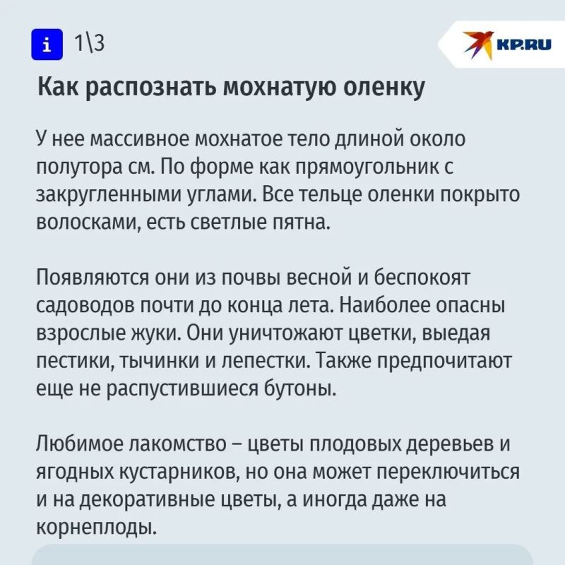 Мохнатая оленка – настоящая напасть для садоводов Мохнатая оленка – настоящая напасть для садоводов