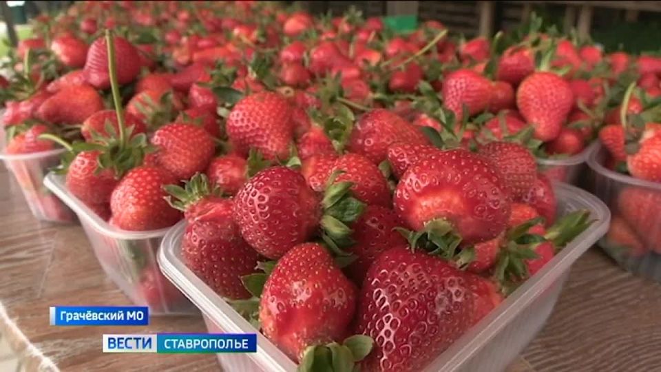 Несмотря на затяжные дожди и нехватку солнца, первые местные ягоды уже появились на прилавках