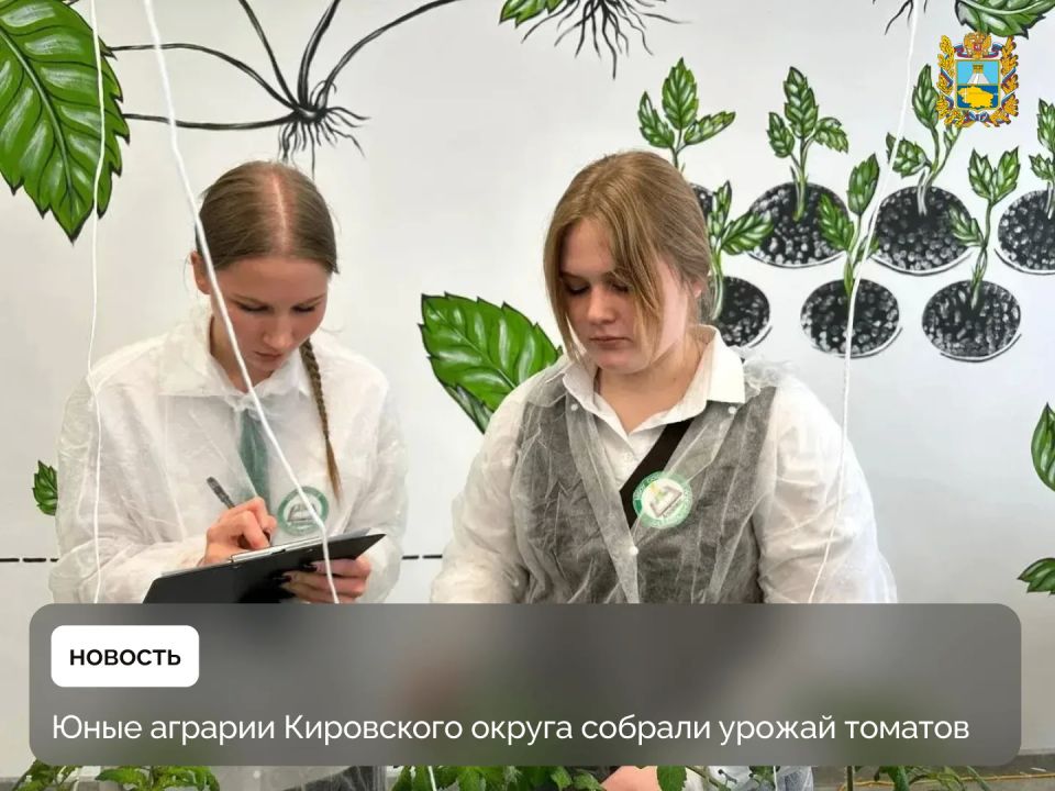 Учащиеся агрокласса школы №5 станицы Марьинской собрали урожай томатов