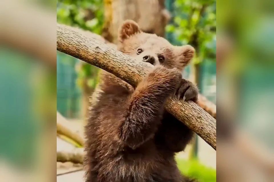 Милота из Нальчикского зоопарка