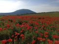 Маки на Кавказских Минеральных Водах