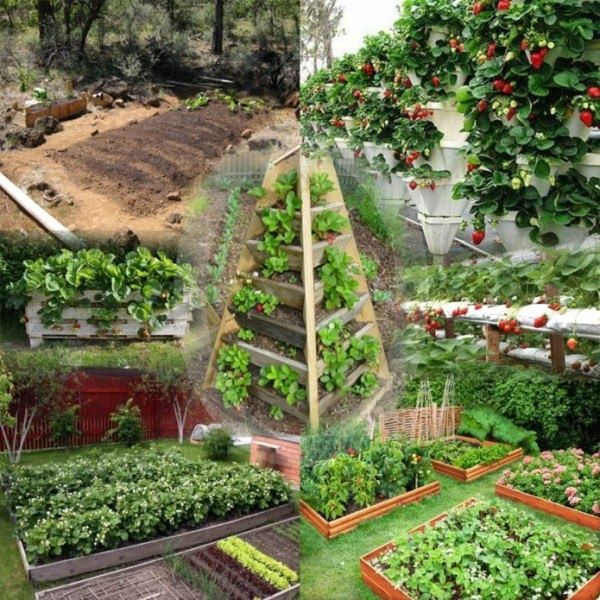 Секреты успешной посадки клубники: как достичь богатого урожая