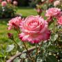 �������� ����������: ������� ������� roses ��� ������������� ��������