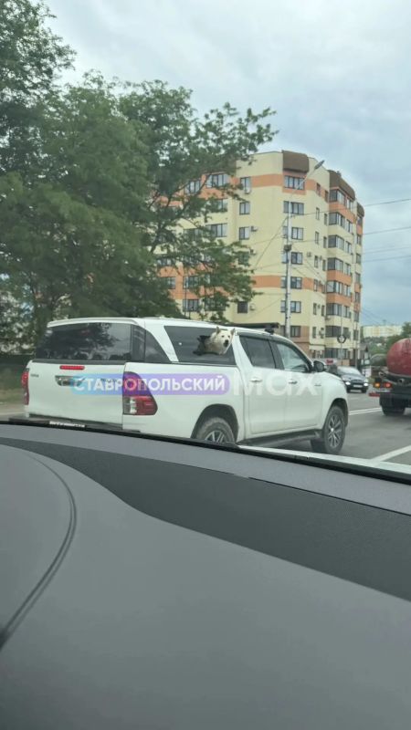 Враг не пройдёт – машина под охраной! Необычного пассажира заметили на дорогах Ставрополья