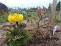 Не торопитесь: уроки огородников о возвратных заморозках