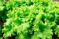 Салат Чин Чин: секреты успешного выращивания и невероятные вкусовые качества