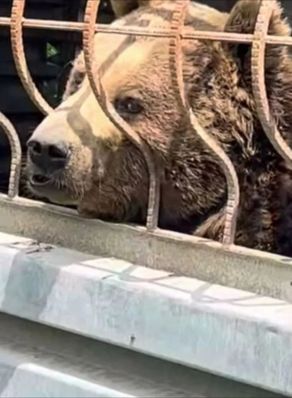 Медведи Миша и Гриша выживают без воды и еды в тесной клетке в Дагестане Медведи Миша и Гриша выживают без воды и еды в тесной клетке в Дагестане