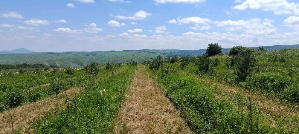Чтобы лес вырос здоровым. Чтобы лес вырос здоровым.