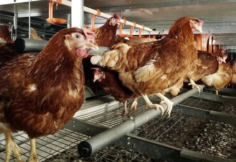 На Ставрополье поголовье птицы выросло на 40%