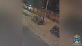 Установлена личность мужчины, похитившего растения из вазонов в центре города Ставрополя