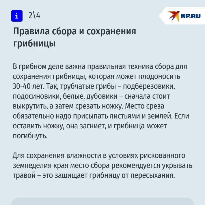 Лисички, опята и даже редкие трюфели: рассказываем, где искать и как не отравиться грибами на Ставрополье Лисички, опята и даже редкие трюфели: рассказываем, где искать и как не отравиться грибами на Ставрополье