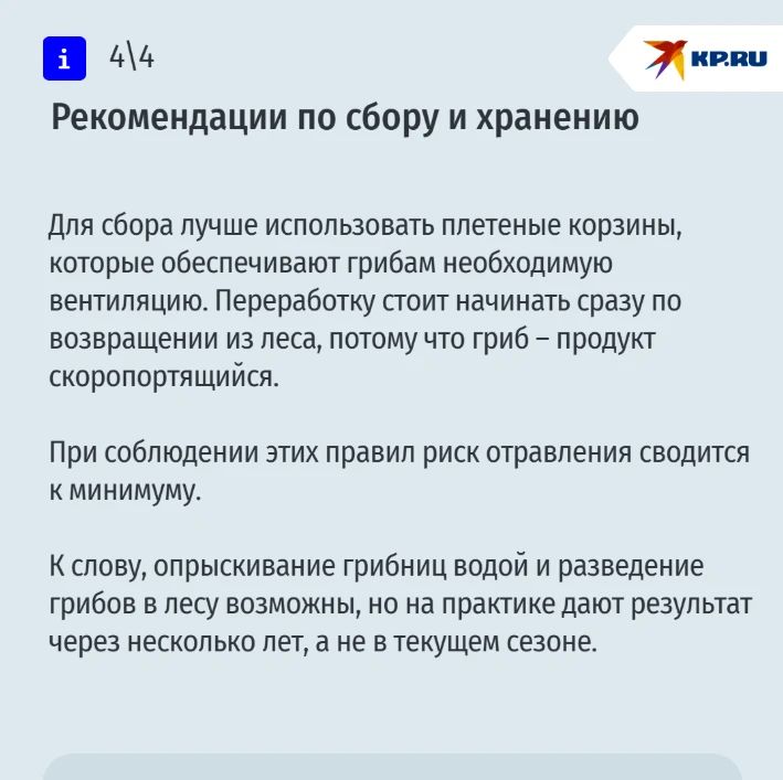 Лисички, опята и даже редкие трюфели: рассказываем, где искать и как не отравиться грибами на Ставрополье Лисички, опята и даже редкие трюфели: рассказываем, где искать и как не отравиться грибами на Ставрополье