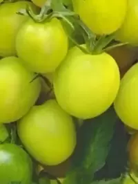 Томат Коктейль Мохито: свежий взгляд на вкусные традиции
