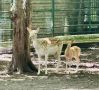 В ставропольском зоопарке беби-бум: появились ячонок, лань и маралы
