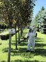 В Ставрополе продолжается акарицидная обработка - специалисты распыляют раствор для борьбы с клещами на пешеходных дорожках, детских площадках, в скверах и парках