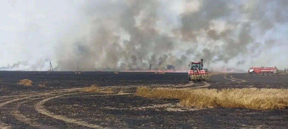 На Ставрополье потушили горящее поле пшеницы На Ставрополье потушили горящее поле пшеницы