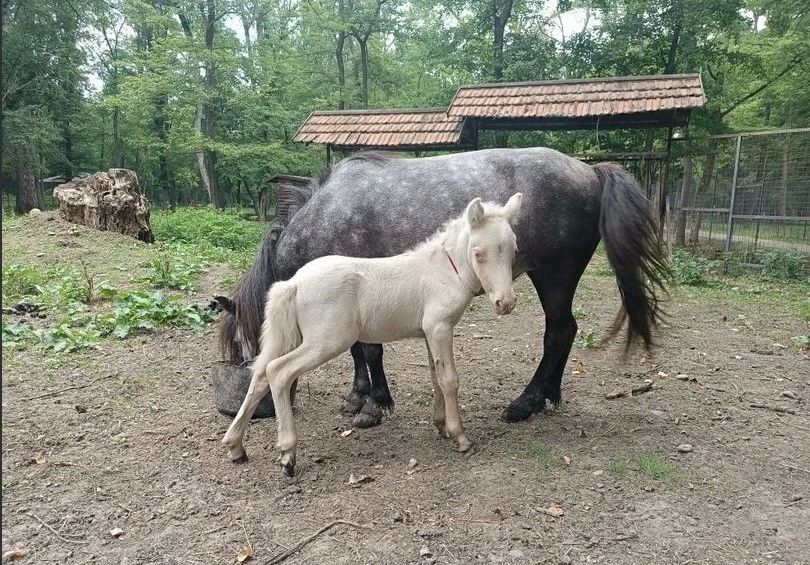 В Невинномысске родился необычный пони, теперь ему выбирают подходящее имя В Невинномысске родился необычный пони, теперь ему выбирают подходящее имя