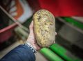 Ученые нашли способ быстрее выводить новые сорта картофеля