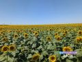 ПодСолнечное Ставрополье — в объективе нашего подписчика!
