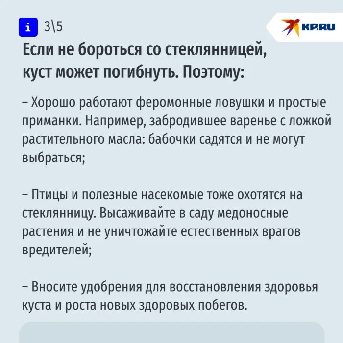 Опасны не сами бабочки, а их гусеницы: ставропольцам рассказали, как бороться со стеклянницей Опасны не сами бабочки, а их гусеницы: ставропольцам рассказали, как бороться со стеклянницей
