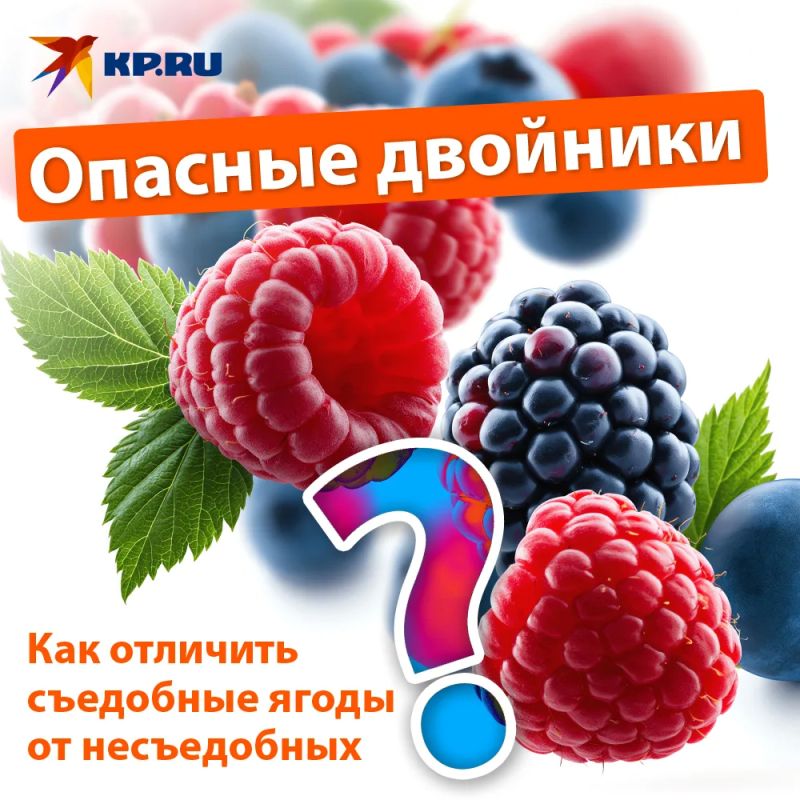 Как отличить съедобные ягоды от смертельно опасных Как отличить съедобные ягоды от смертельно опасных