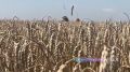 Уборка зерновых культур на Ставрополье вступает в финальную стадию