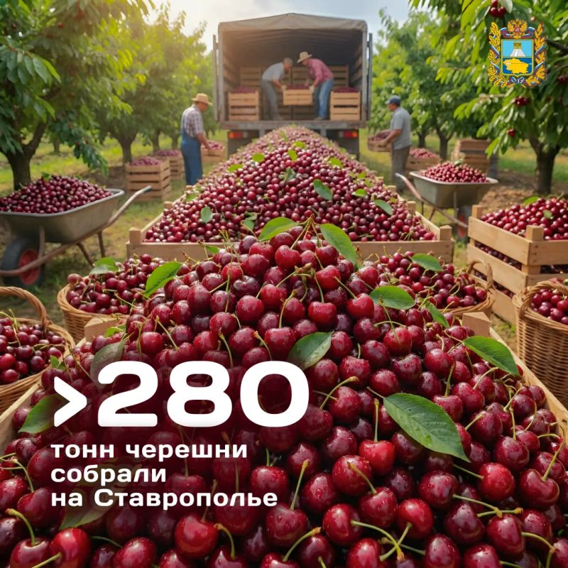 Сезон сбора черешни завершен на Ставрополье