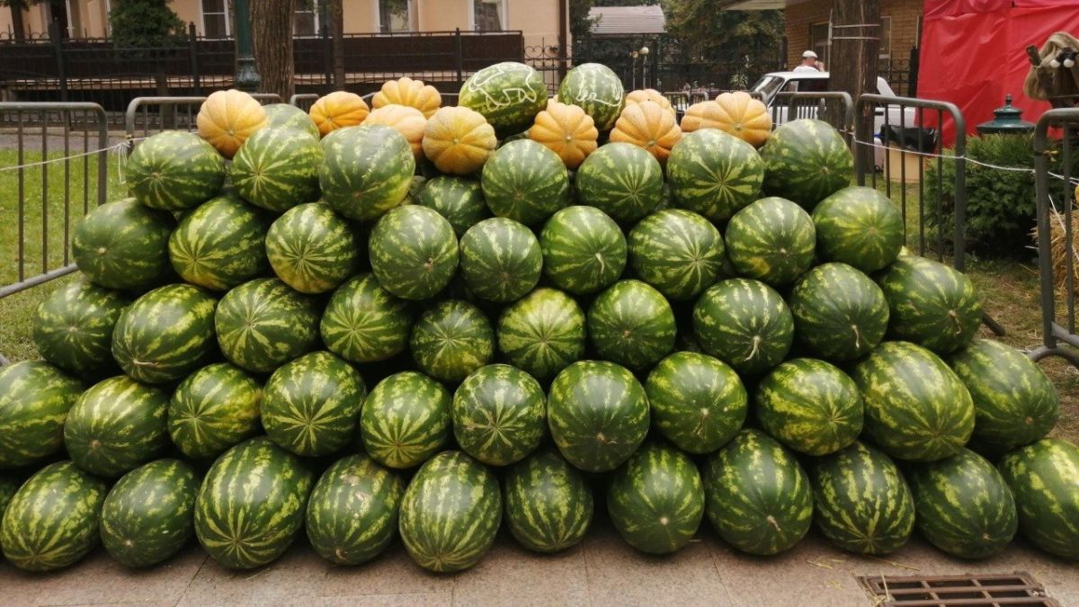 На Ставрополье стартовал сбор бахчевых культур