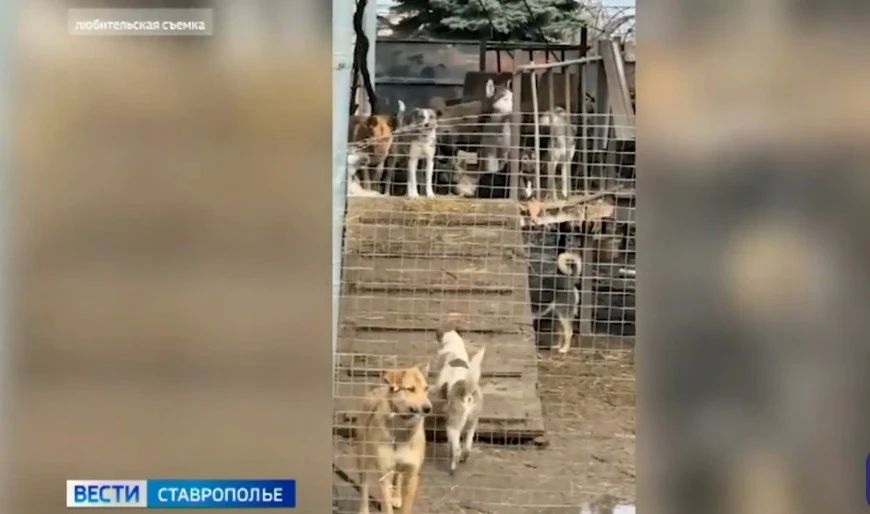 Сострадание или безответственность: в Ставрополе мужчина на своем участке приютил 100 собак