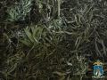 Житель Новоалександровского округа стал фигурантом уголовного дела за незаконное хранение более килограмма наркосодержащего растения