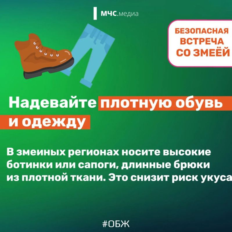 Осторожно, змея! Главные правила безопасности для отдыха на природе Осторожно, змея! Главные правила безопасности для отдыха на природе