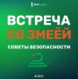Осторожно, змея! Главные правила безопасности для отдыха на природе
