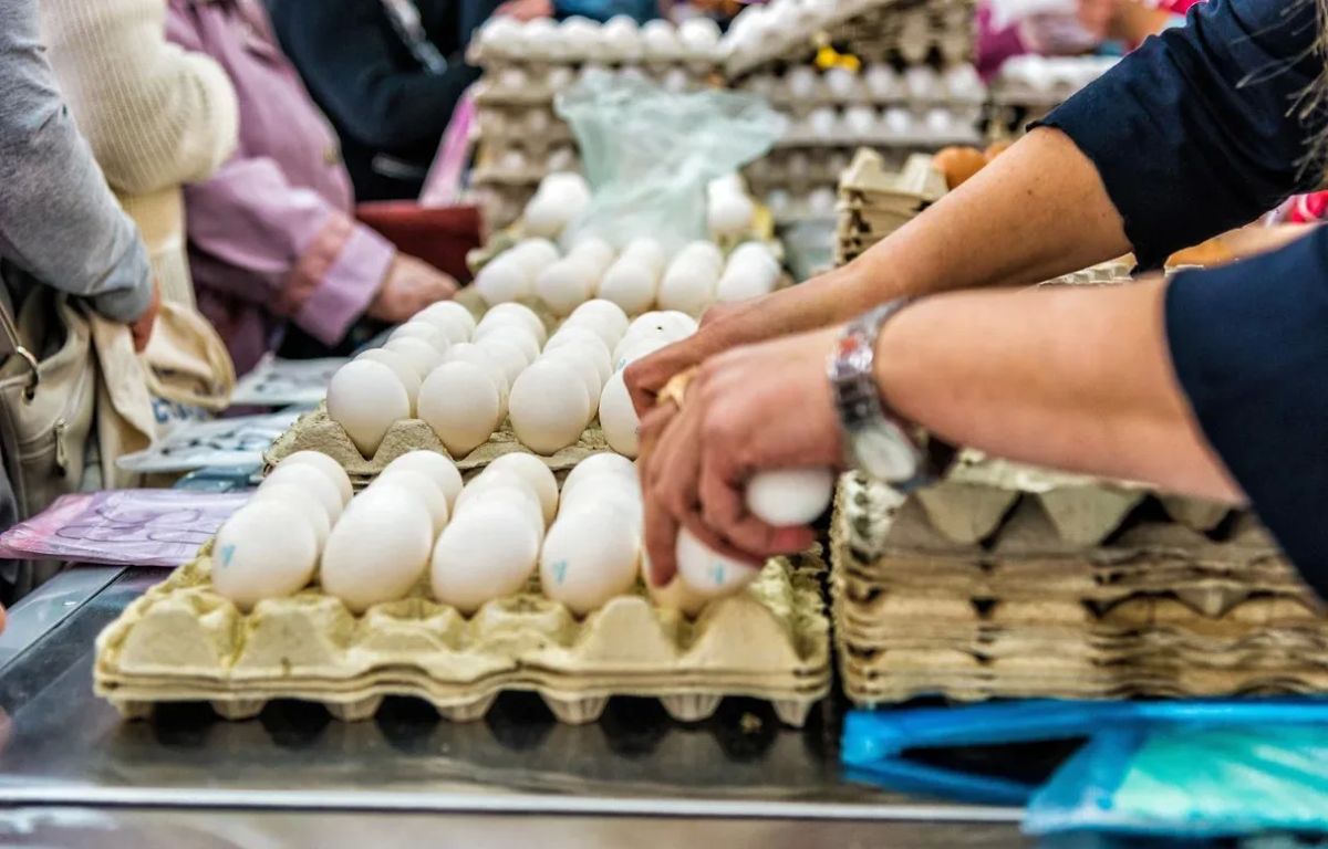 Ставропольские производители стали больше продавать яиц, кукурузы и масличных