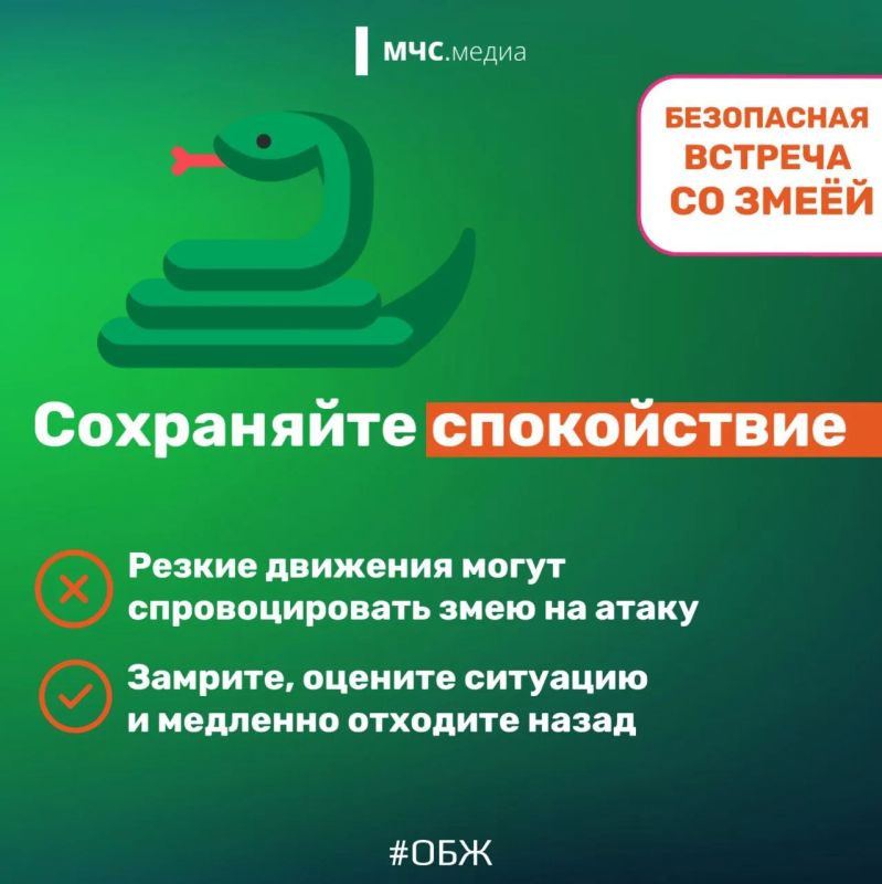Осторожно, змея! Главные правила безопасности для отдыха на природе Осторожно, змея! Главные правила безопасности для отдыха на природе