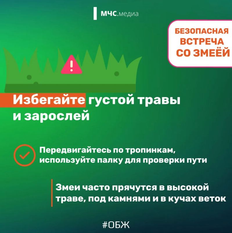 Осторожно, змея! Главные правила безопасности для отдыха на природе Осторожно, змея! Главные правила безопасности для отдыха на природе