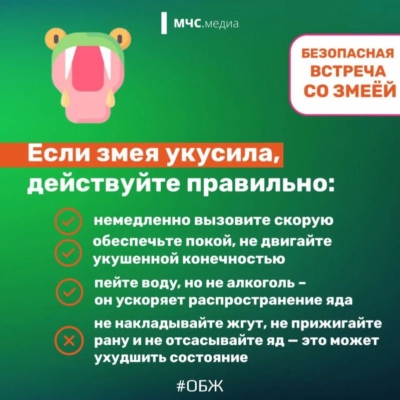 Осторожно, змея! Главные правила безопасности для отдыха на природе Осторожно, змея! Главные правила безопасности для отдыха на природе