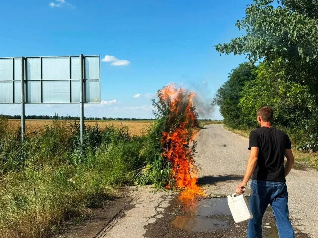 На Ставрополье полицейские ликвидировали почти 400 кустов дикорастущей конопли