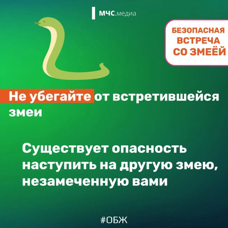Осторожно, змея! Главные правила безопасности для отдыха на природе Осторожно, змея! Главные правила безопасности для отдыха на природе