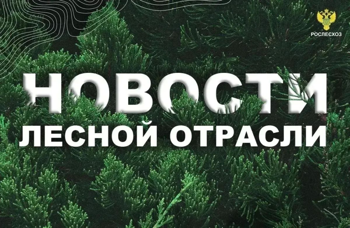 Московский комсомолец: Дистанционные наблюдения за лесами в Бурятии: обследуются более 1,3 млн гектаров