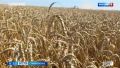 На Ставрополье завершается уборка зерновых